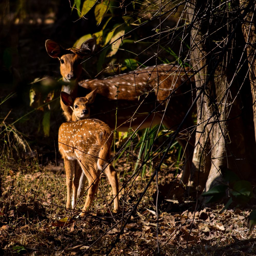 Photograph by Abhishek Basak
