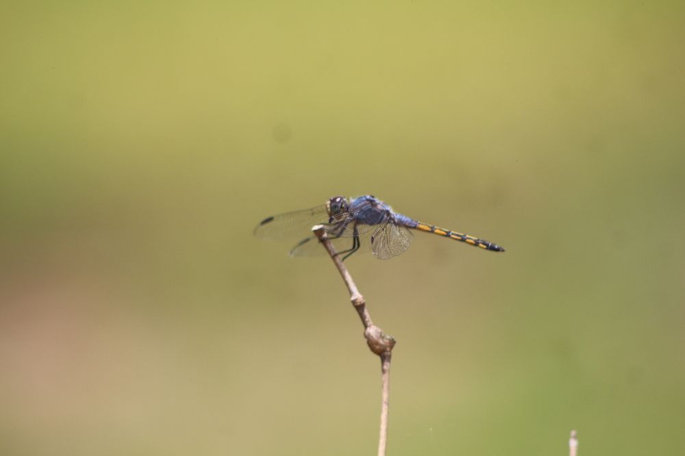 Фотография автора Shimar Imtiaz