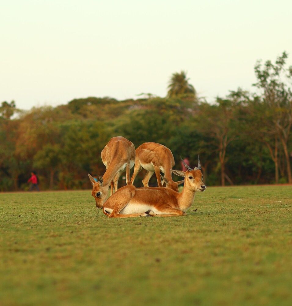 Photograph by Surajit Mandal