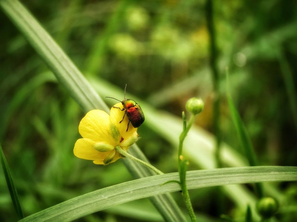 Скрытоглав шелковистый