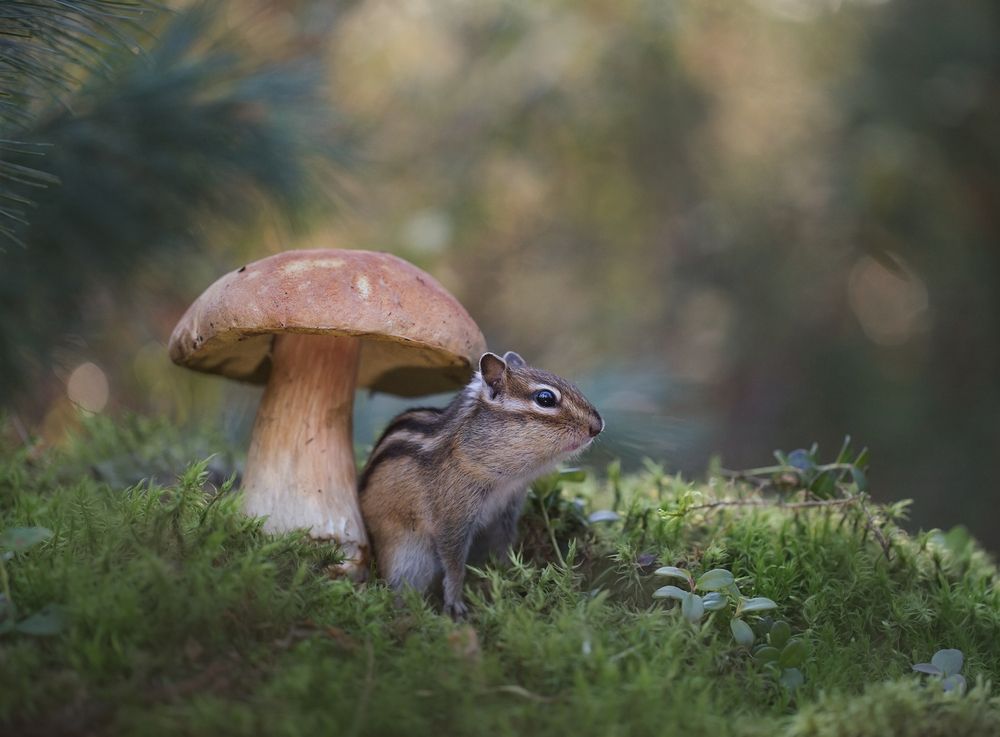 За грибами!