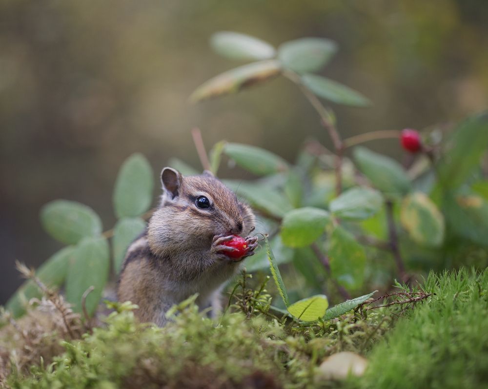 Photograph by Евгения Левина