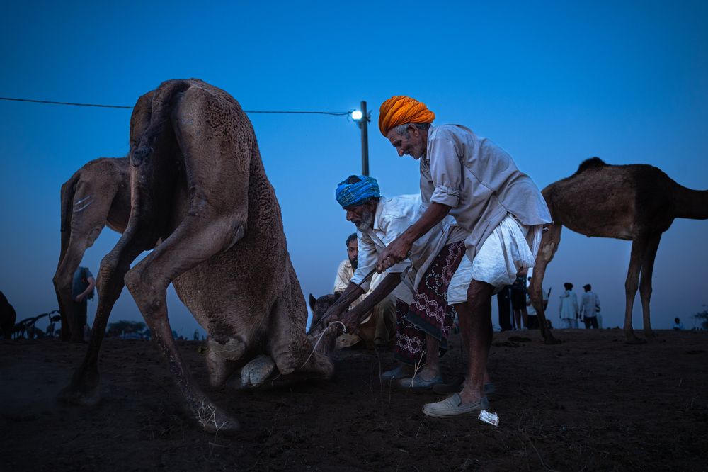 Pushkar Fair
