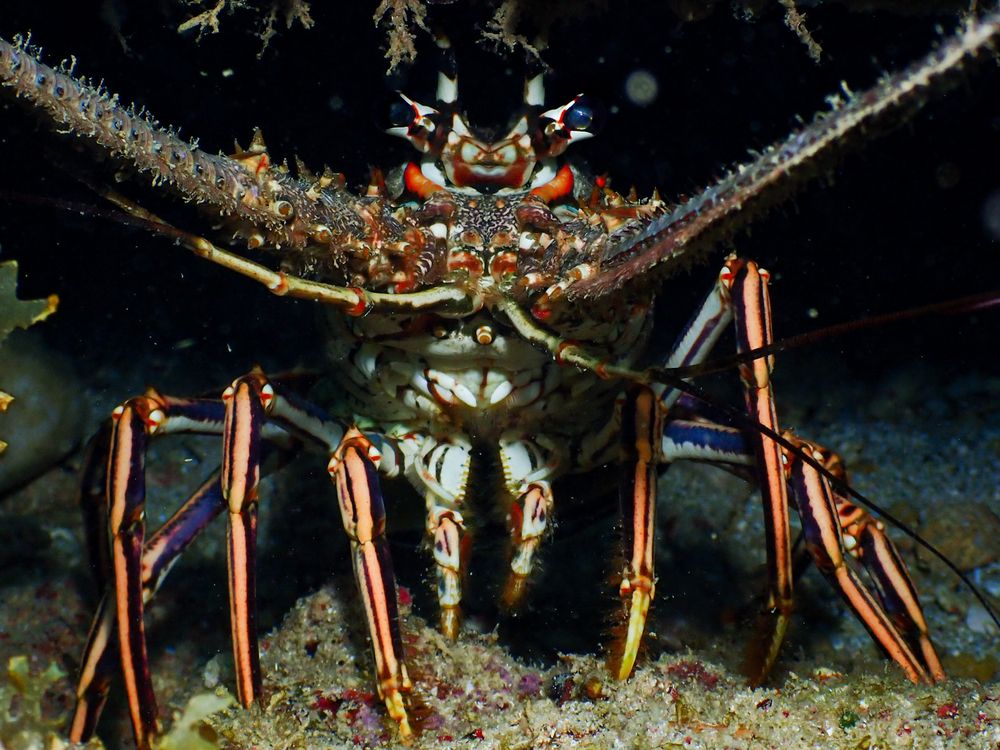 Photograph by Andy Nales Flores