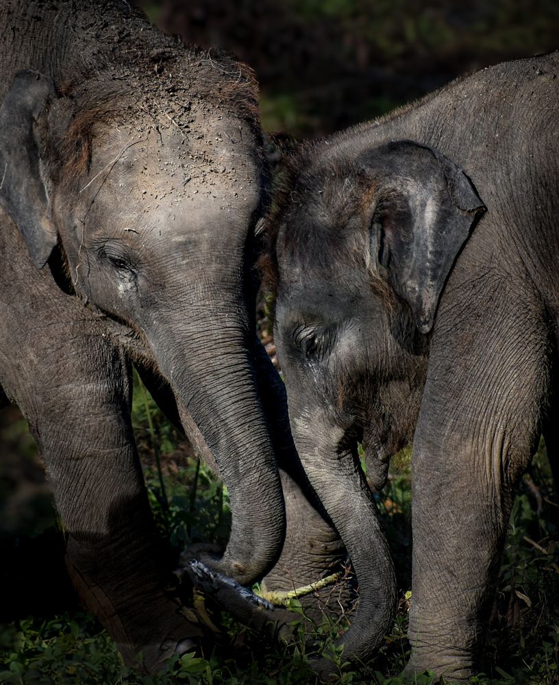 Photograph by Joydeep Pal
