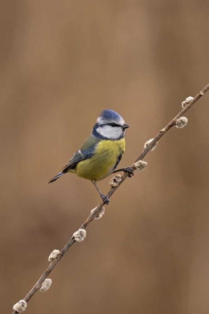 Photograph by Paolo Piccolino