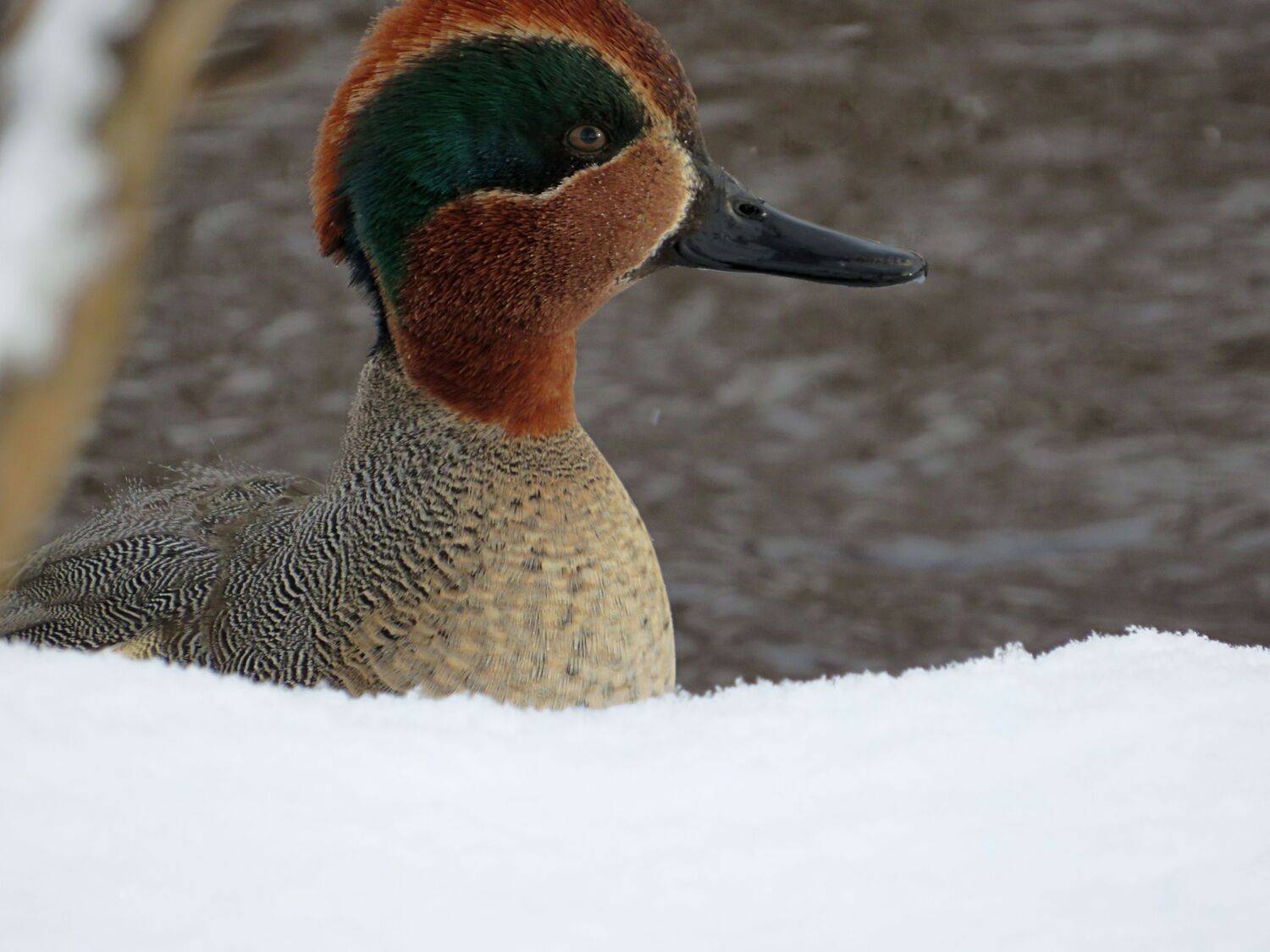 Photo #11947020