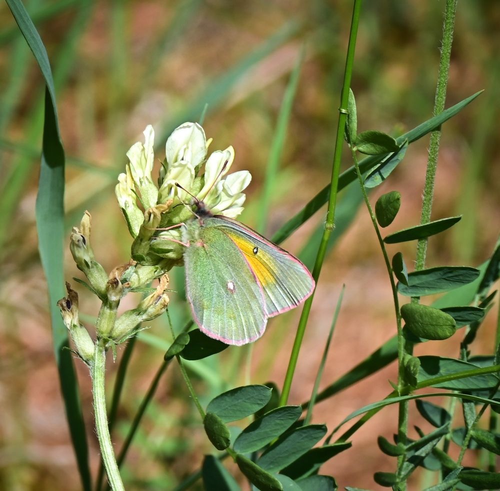 Photograph by Зинаида