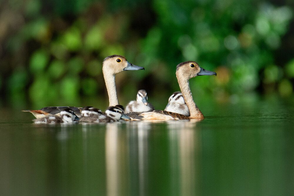 The lesser whistling ducks family