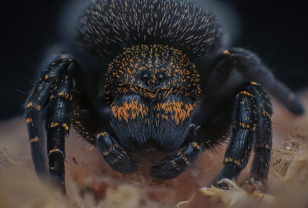 Photograph by Norman Celis