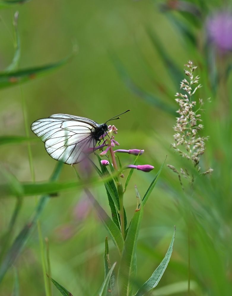 Photograph by Зинаида