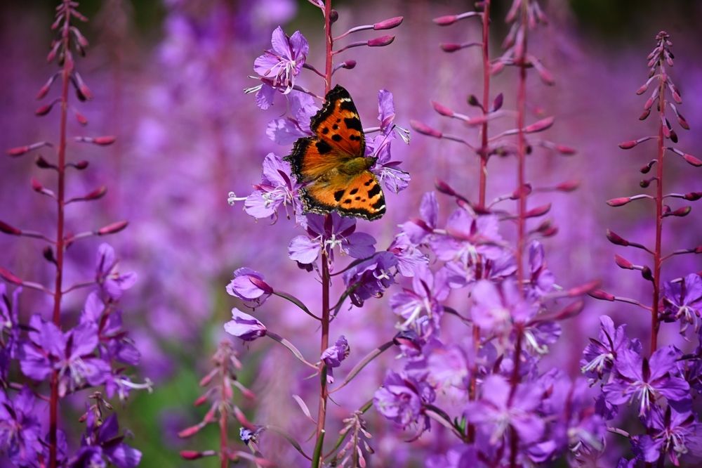 Photograph by Зинаида