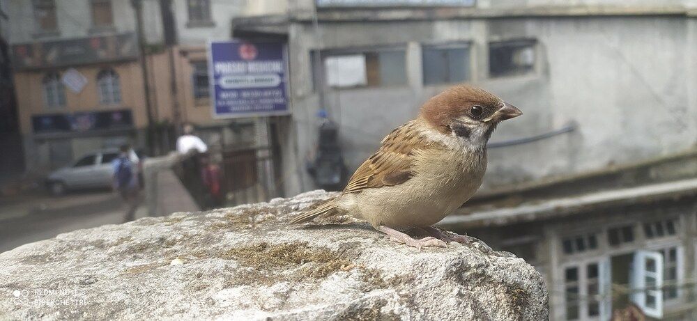 Фотография автора BIBEK chettri