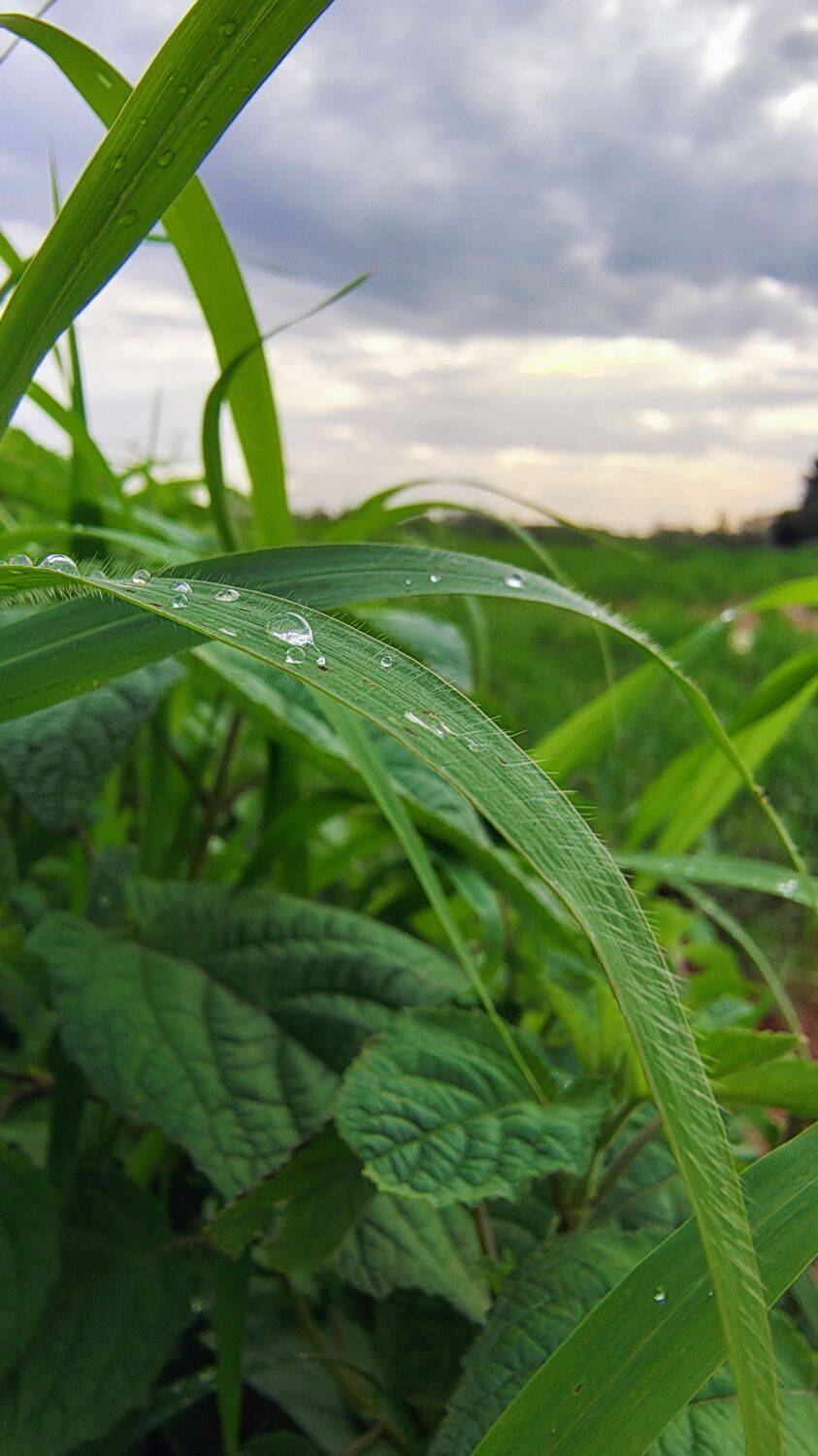 Droplets after a drizzle