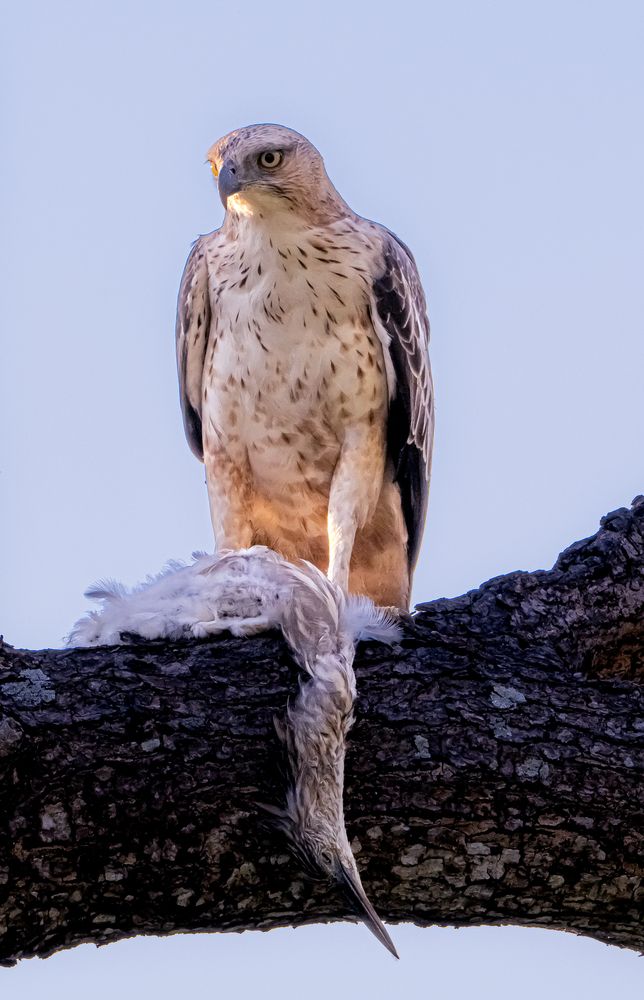 Changeable Hawk-eagle hunting birds