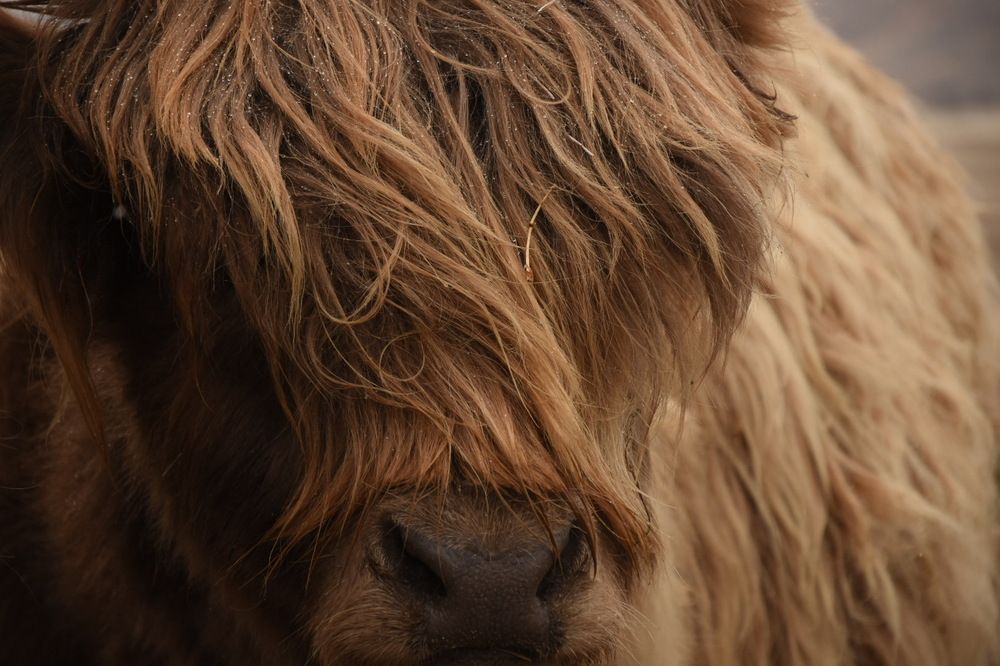 Highland Coo
