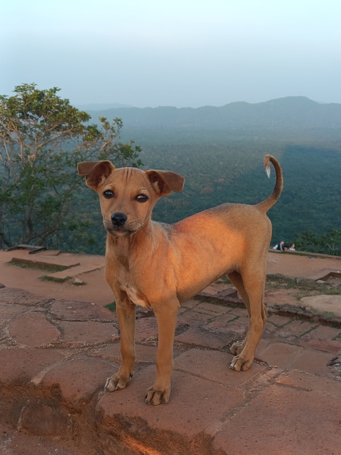 Photo #11947318