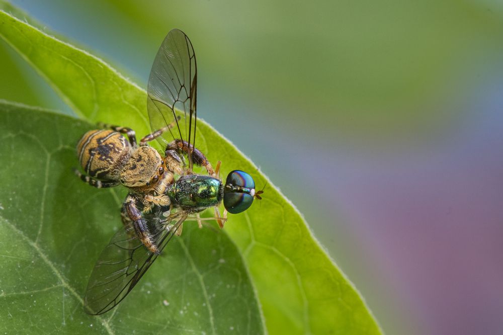 Photograph by Badal Chandra Sarker