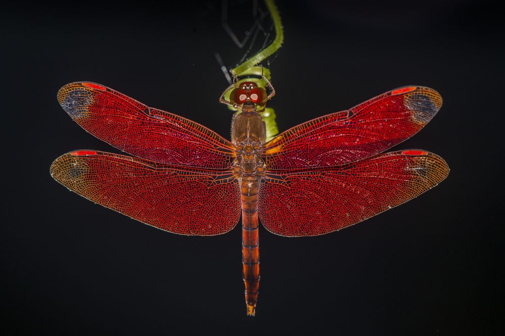 Photograph by Badal Chandra Sarker