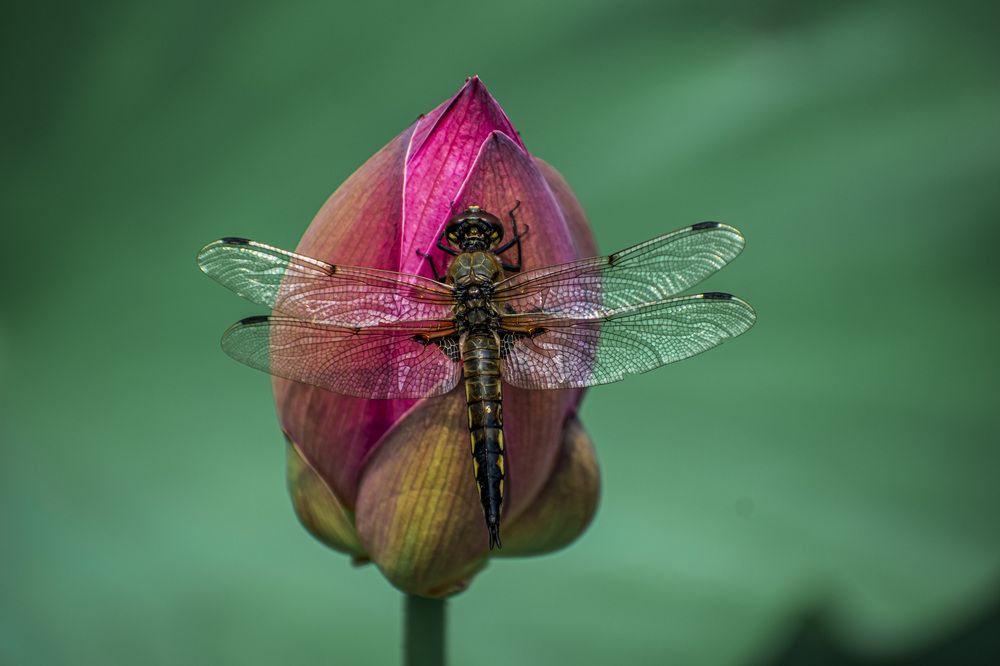 Photograph by Irina Luidinshina