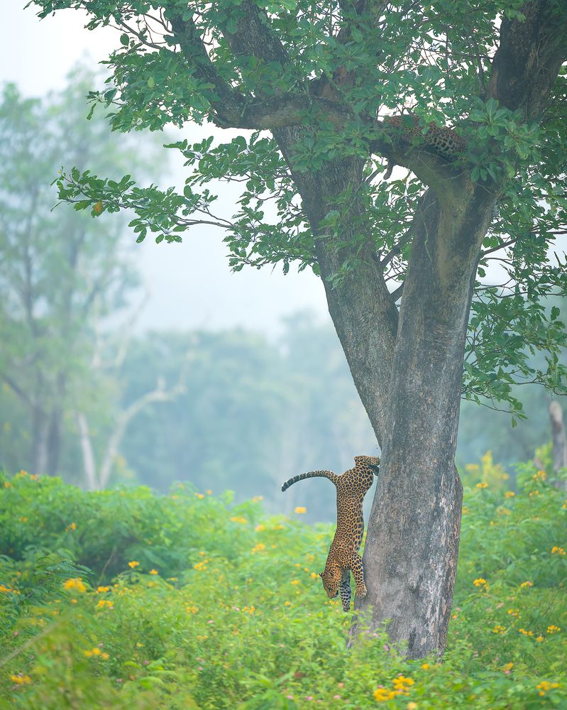 Photograph by Ayan Bhattacharya