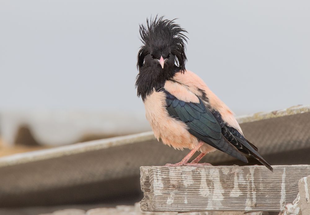 Photograph by Николай Абрамов