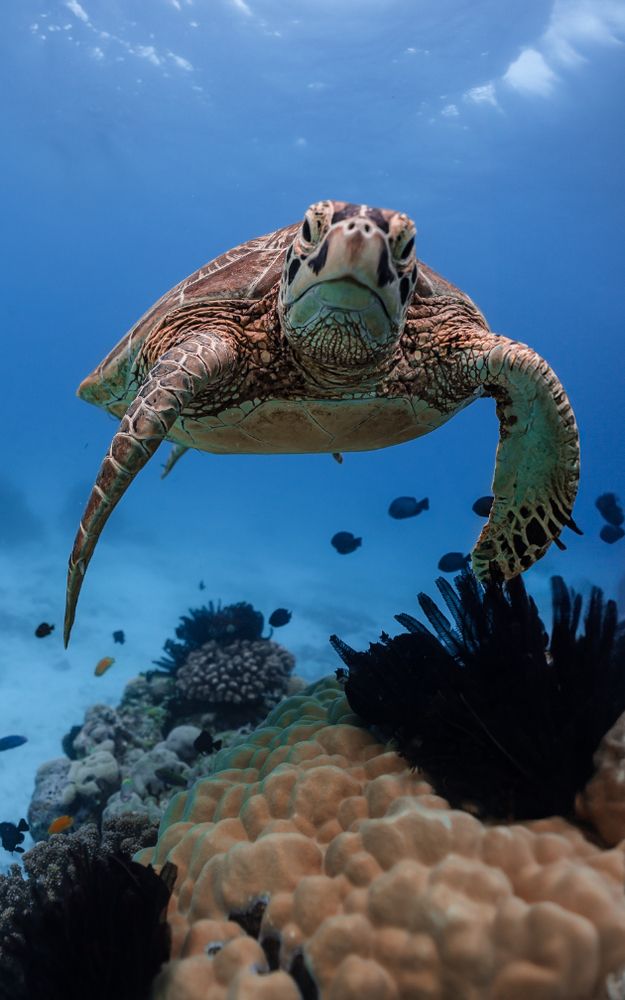 The World under the waves: Turtle Stories