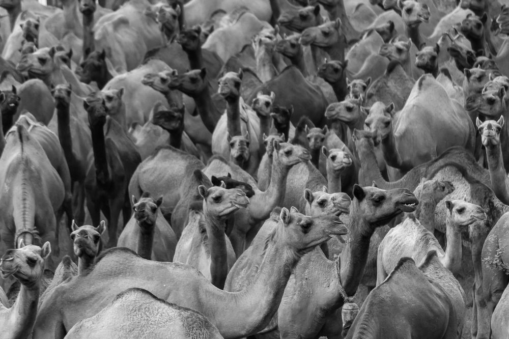 Photograph by Nitin Sidhpura