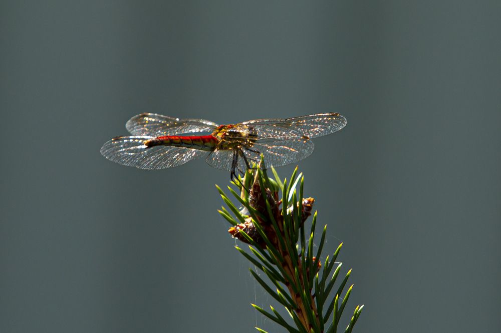 Photograph by Артём Скороделов