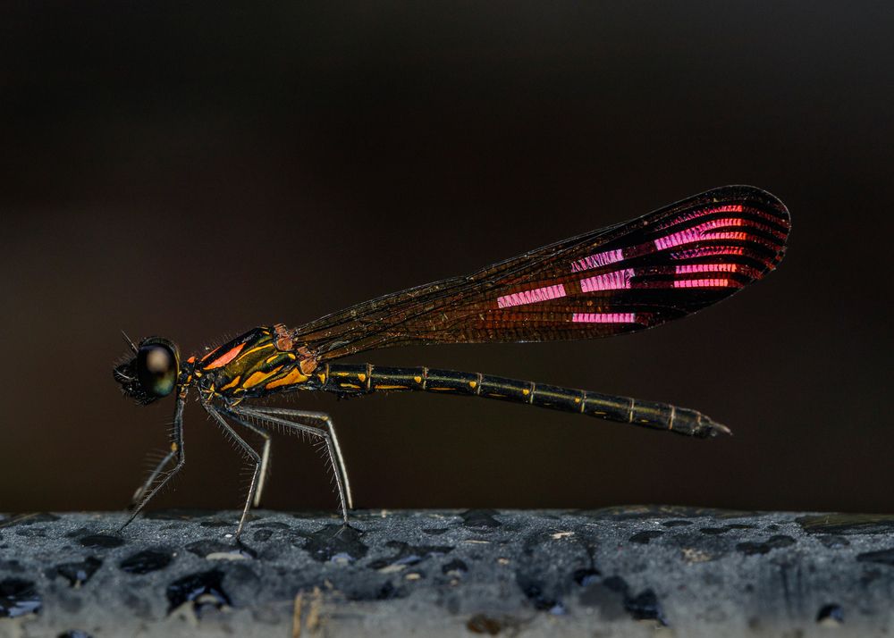 Photograph by Manjunath Acharya