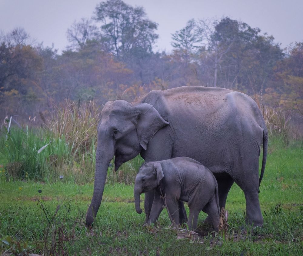 Photograph by AVIJIT KONER