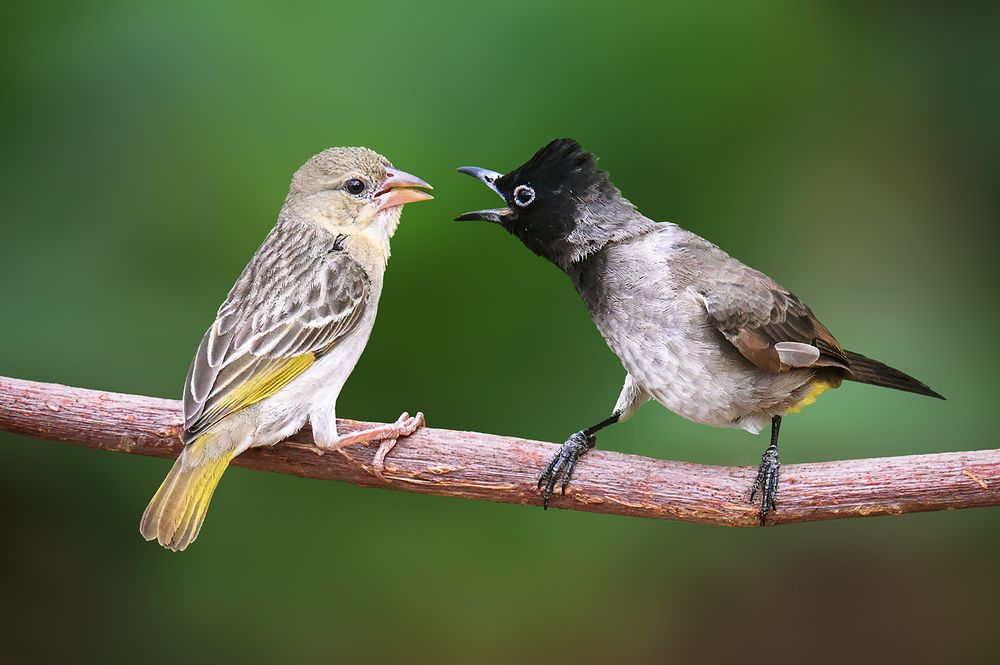 Photograph by Khalid Al-Wadhaihi