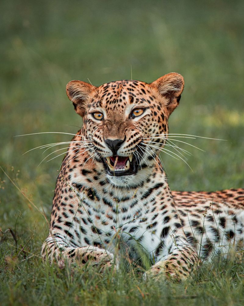 Laughing big cat