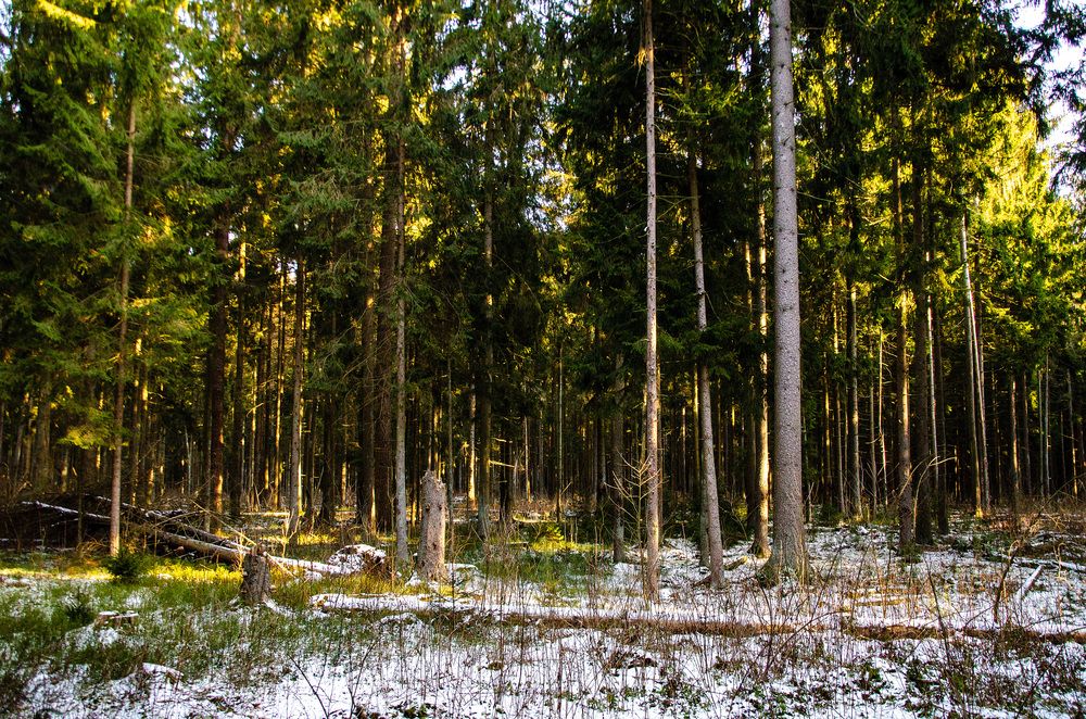 Photograph by Михаил Гурин