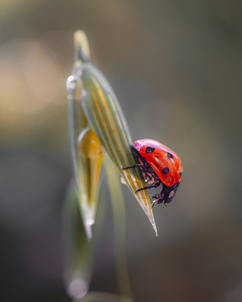 Божья коровка