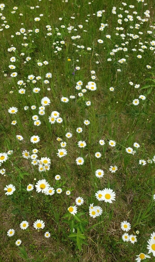 Daisies
