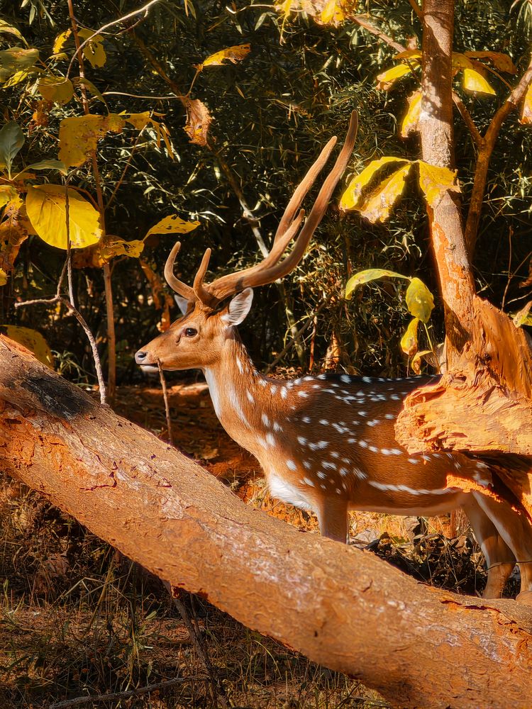 Photograph by Amit Sri