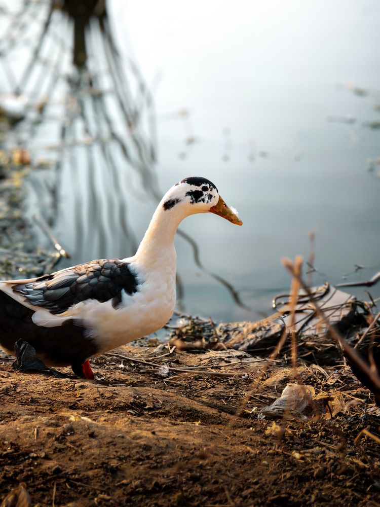 Photograph by Amit Sri