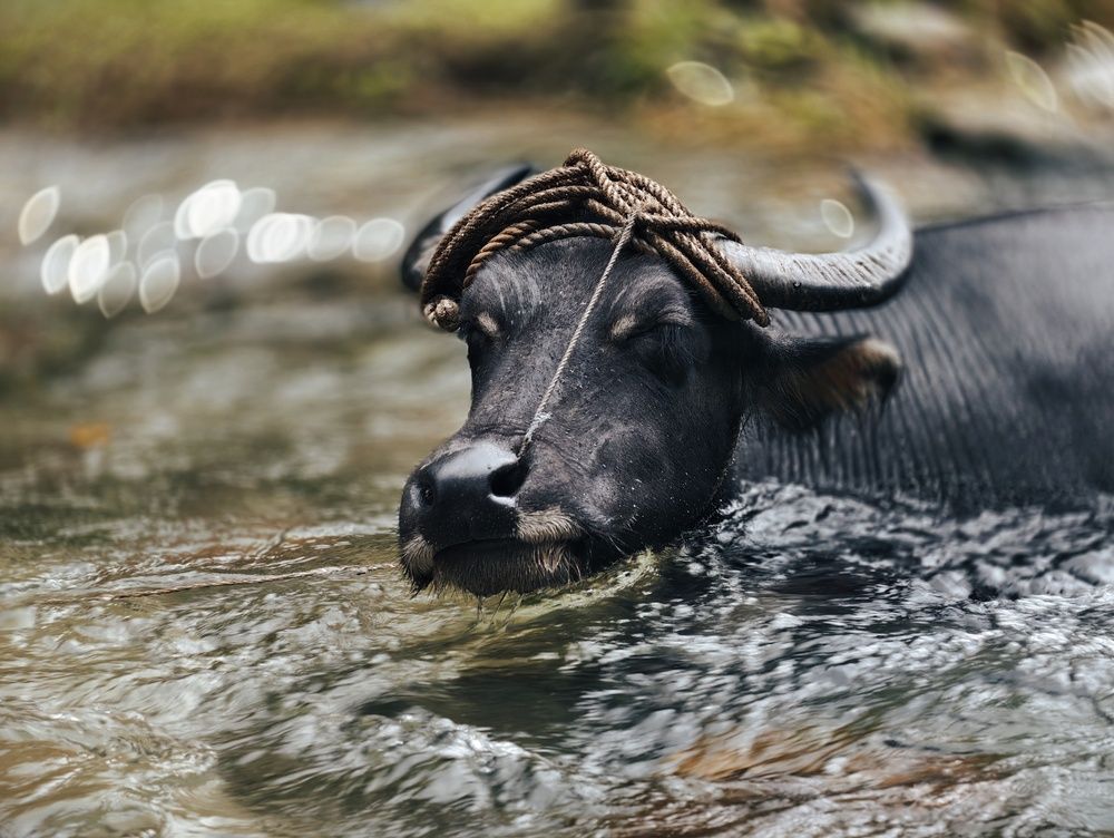 Photograph by Denis Timchenko