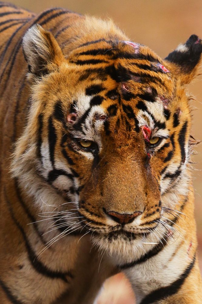 Photograph by Bhautik R. Desai