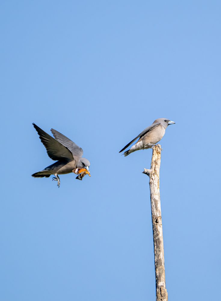 Ashy woodswallow catch butterfly