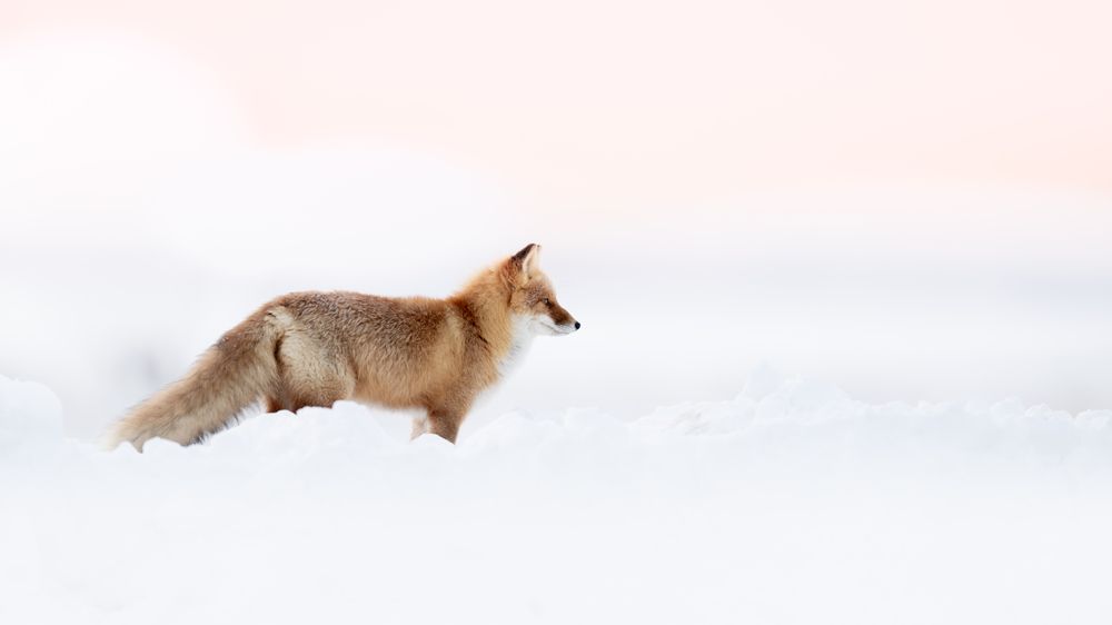 Winter Fox