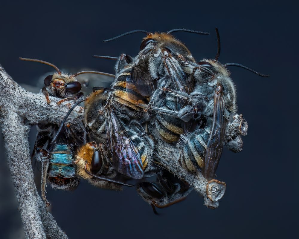 Фотография автора Craig Loechel