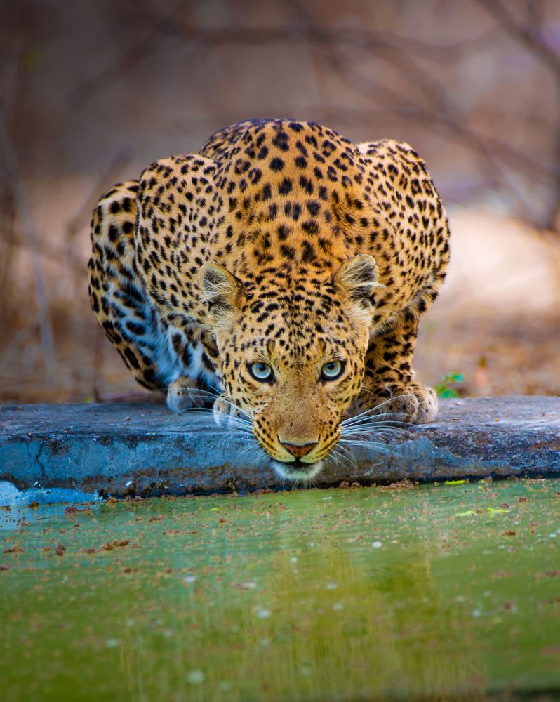 Photograph by Rohit Beniwal