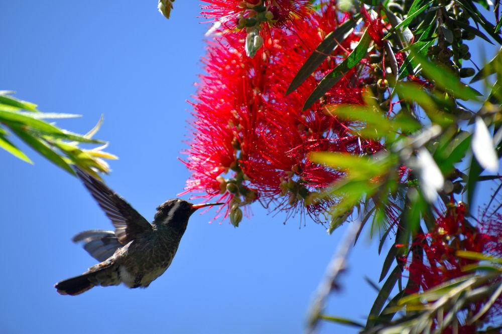 Colibrí oreja Blanca