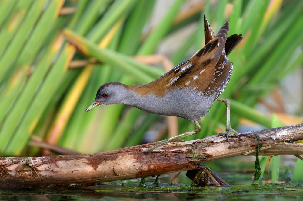 Photograph by Vladimir Kulikov