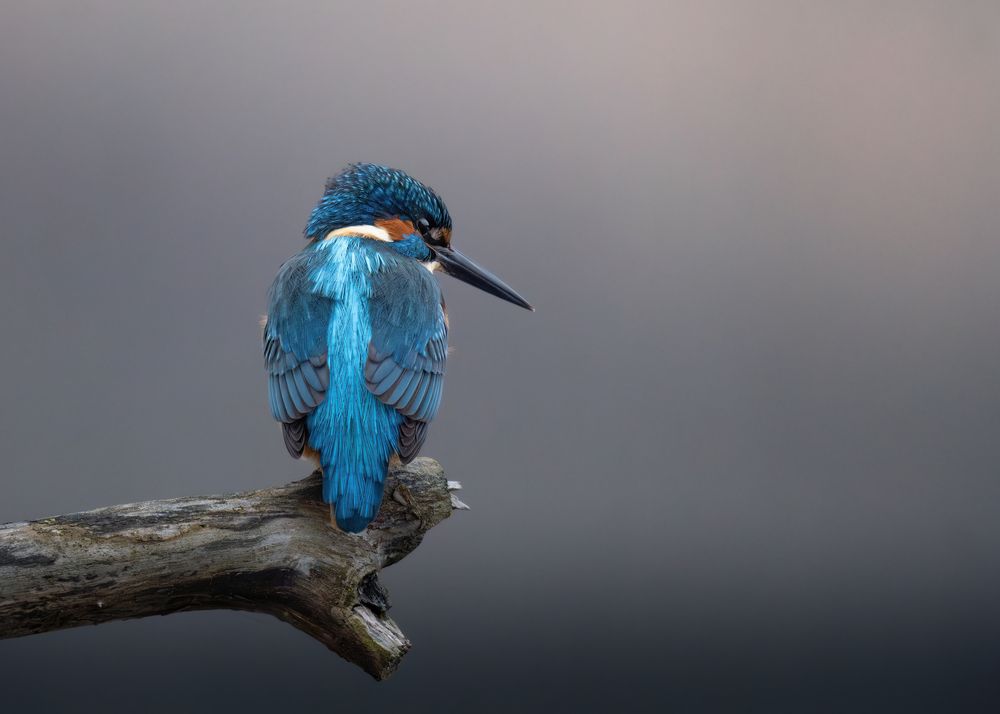 Photograph by Michael Gerhold