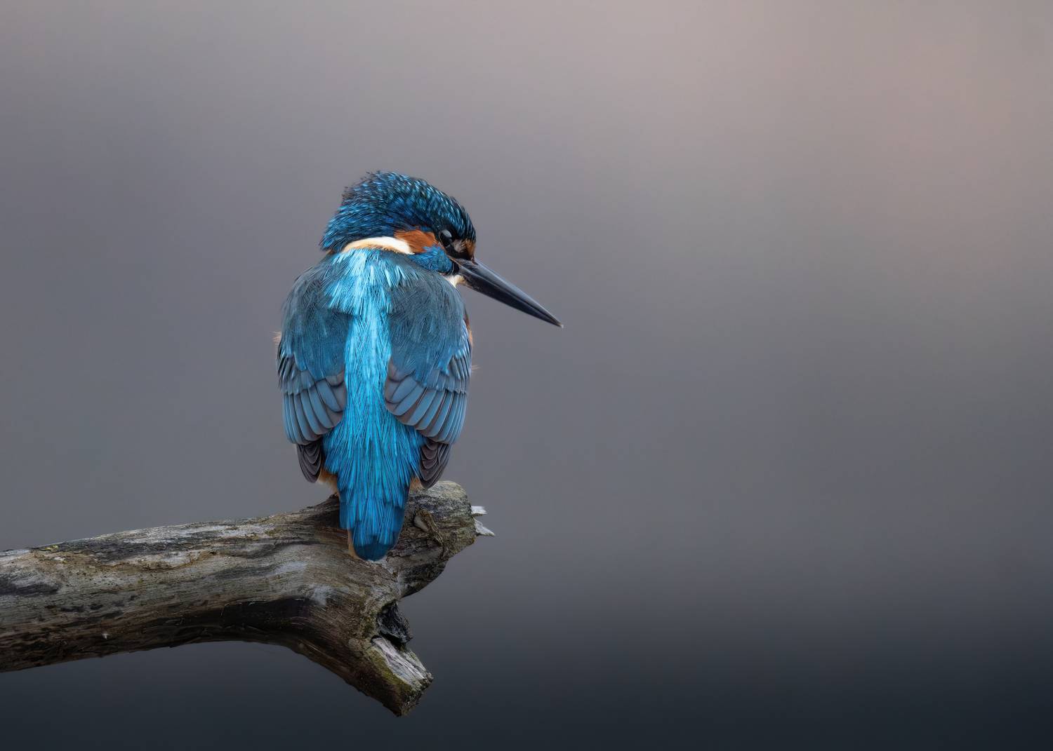 Фотография #11948252