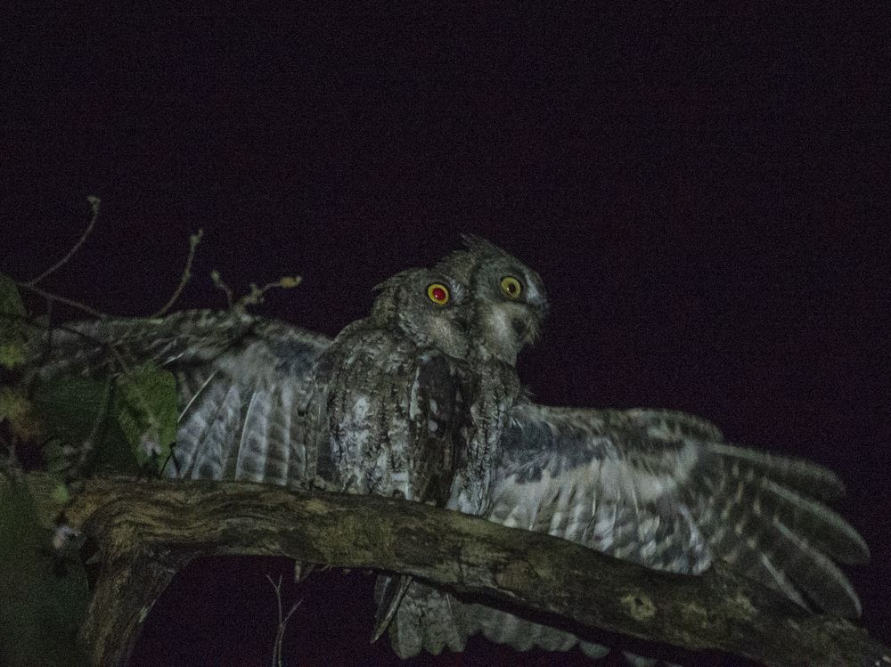 Rinjani Scope-Owl Bird are Get Mating