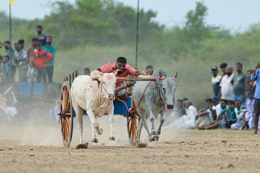 Bullock cart racing